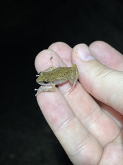 Eleutherodactylus campi