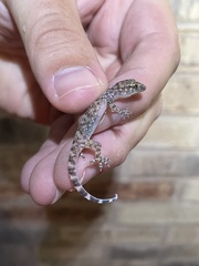 Hemidactylus turcicus