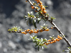 Hippophae