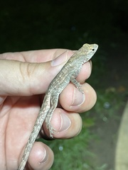Anolis sagrei