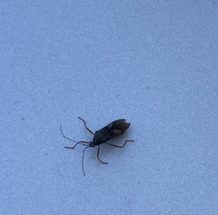 Stenoeurilla aenescens