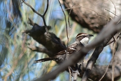 Pomatostomus ruficeps