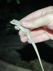 Anolis sagrei