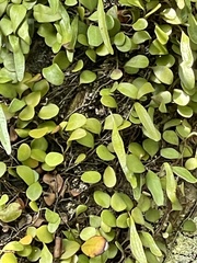 Pyrrosia eleagnifolia