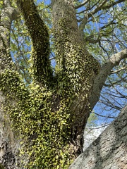 Pyrrosia eleagnifolia