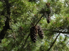 Pinus armandi