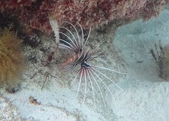 Pterois radiata