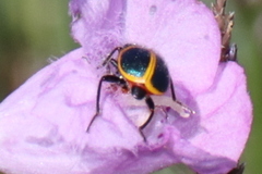 Collops balteatus