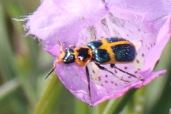 Collops balteatus