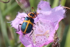 Collops balteatus