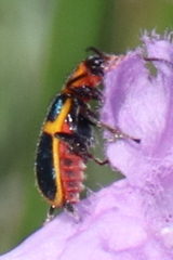 Collops balteatus