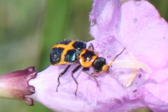 Collops balteatus