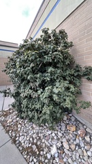 Viburnum rhytidophyllum