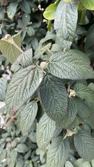 Viburnum rhytidophyllum