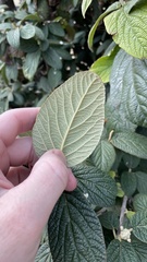 Viburnum rhytidophyllum
