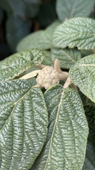 Viburnum rhytidophyllum