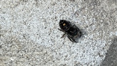 Phidippus audax