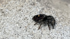 Phidippus audax