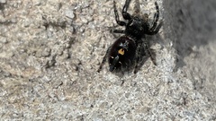 Phidippus audax