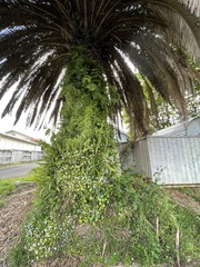 Nephrolepis cordifolia
