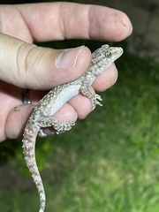 Hemidactylus turcicus