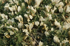 Astragalus scaberrimus