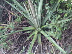 Agave angustifolia rubescens