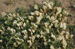 Astragalus scaberrimus