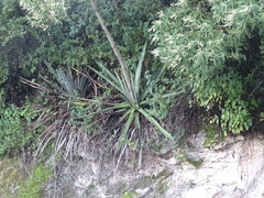 Agave angustifolia rubescens