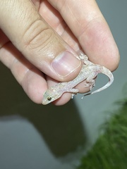 Hemidactylus turcicus