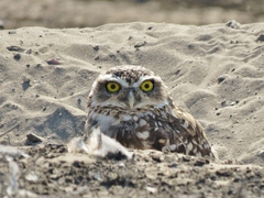 Athene cunicularia