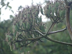 Agave angustifolia rubescens