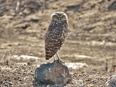 Athene cunicularia