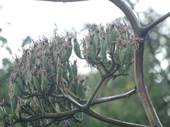 Agave angustifolia rubescens