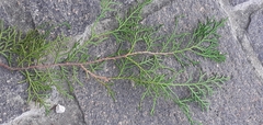 Cupressaceae