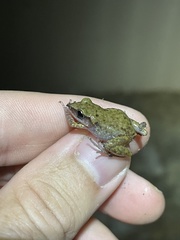 Eleutherodactylus campi