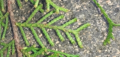 Cupressaceae
