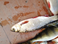 Leuciscus idus