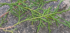 Cupressaceae