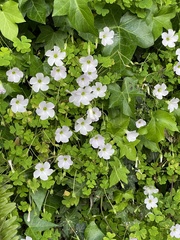 Oxalis incarnata
