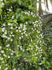 Oxalis incarnata