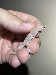 Hemidactylus turcicus