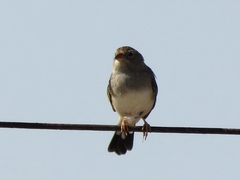 Rhopospina alaudina