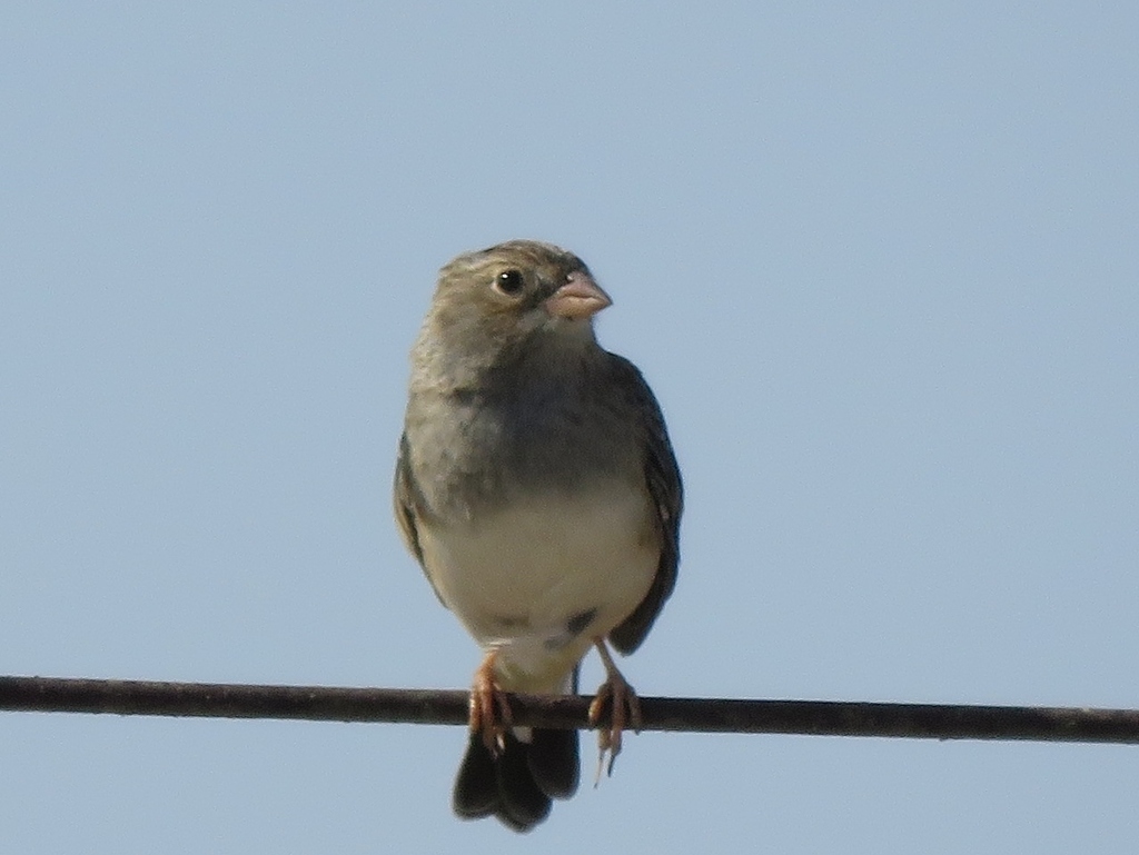 Band-tailed Sierra Finch
