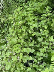 Cymbalaria muralis