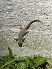 Hemidactylus turcicus