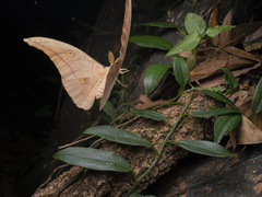 Antheraea pernyi
