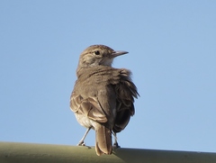 Geositta peruviana