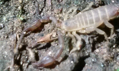 Catalinia andreas