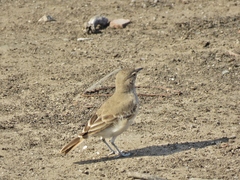 Geositta peruviana